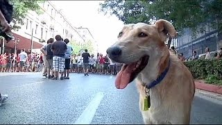 Yunanistan'ın 'muhalif köpeği' Lukanikos öldü Resimi
