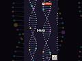 DNA replication | Molecular Basis of Inheritance | Molecular Biology |Gene regulation #cbse #biology