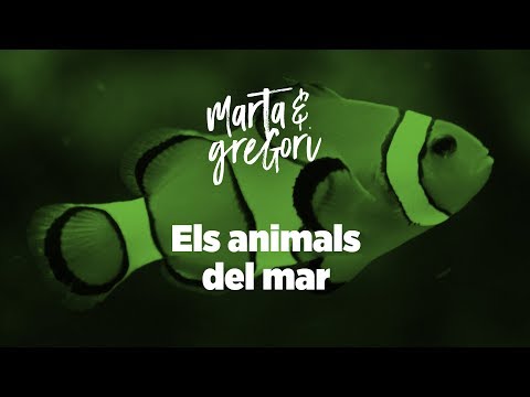 Vídeo: Es cuiden bé els animals als zoològics?