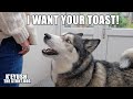 Trying To EAT In Front of A HUSKY! Arguing With My Mum!