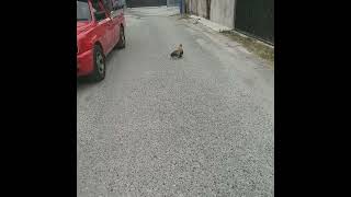 Thai Rooster on Soi - Street all alone - looking lost🤗👍🤗 #shorts #rooster #thai #alone #lost #soi