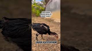 #ayam #ayamberkualitas #ayambangkok #roosterfarm #rooster #peternaksejahtera #tipsternak