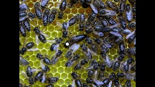 Как сработала Средне-Русская пчела в безвзяточное время