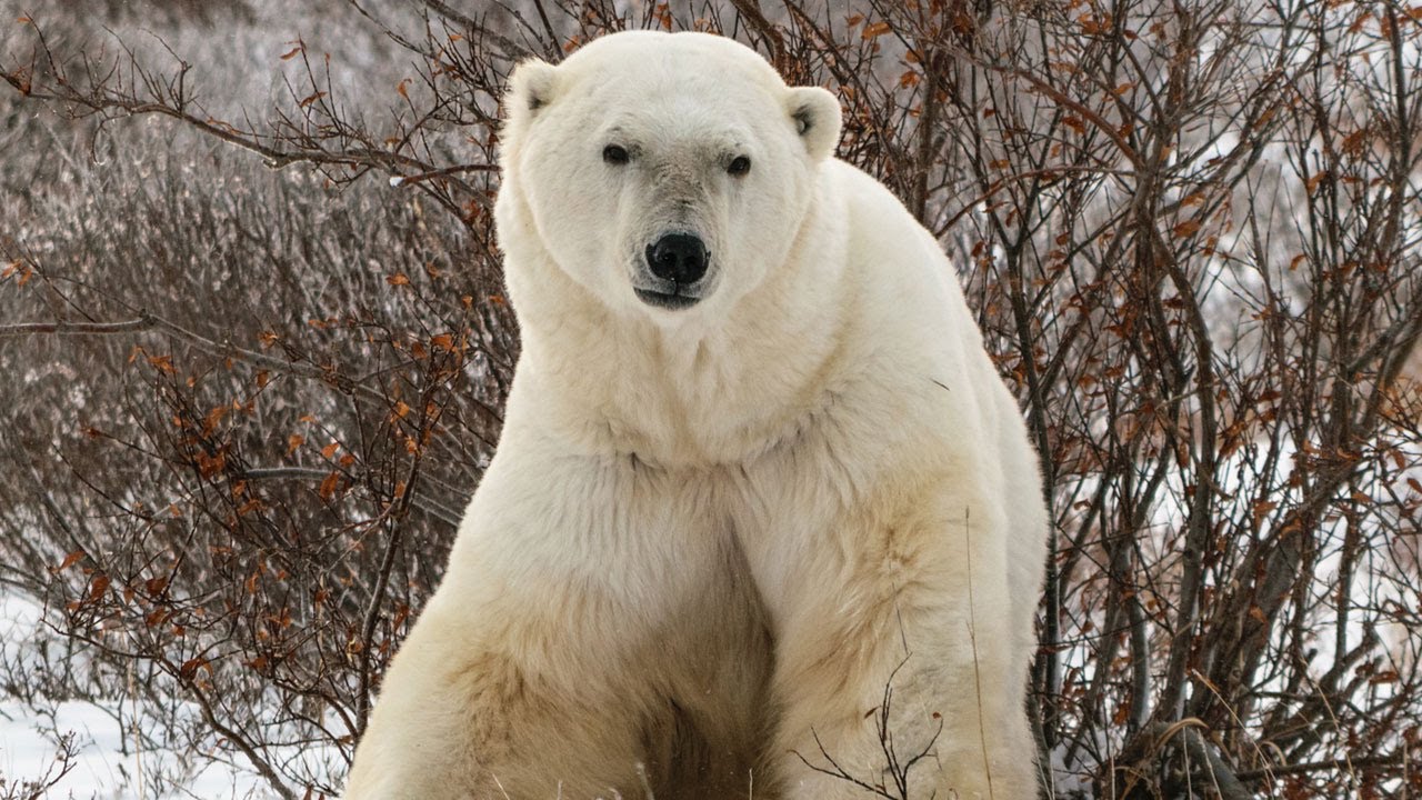Living with Polar Bears - YouTube