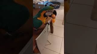 Parrot Stole an Egg and Cracked It in His Beak