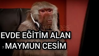 SAPLAMA CESİM #1 (Antep Dublaj)