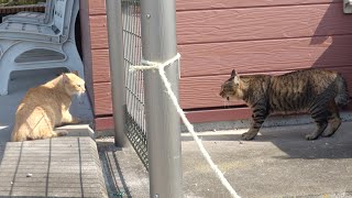 縄張り争いに敗れた茶トラ猫がへっぴり腰になって逃げるw