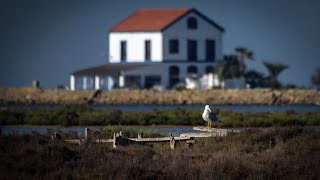 Paseo fotográfico (paisajes, aves limícolas...) por el Mar Menor (Región de Murcia)