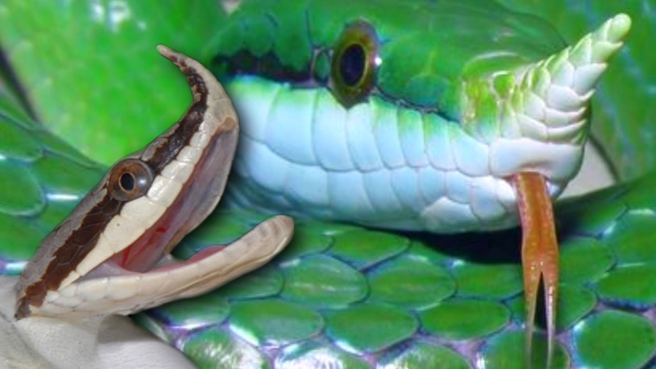 15 Snakes You Won’t Believe Actually Exist