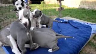 Štěňátka Amerického Stafordšírského Teriéra - 6 Týdnů