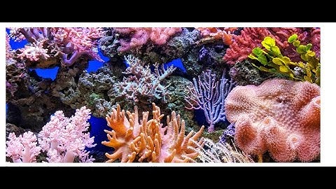 This NASA video game is helping save the world’s coral reefs