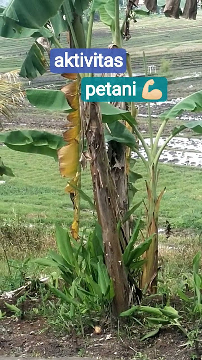 NYANGKUL SAWAH SAMBIL NGADEM#suasanayangindah #suasanapesawahan #sejuknya