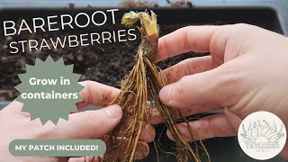 How To Plant Bareroot Strawberries in Containers or the Ground - Step By Step Tutorial & Grow Guide!