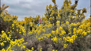 Furze or Gorse with John Feehan in May, Wildflowers of Offaly series