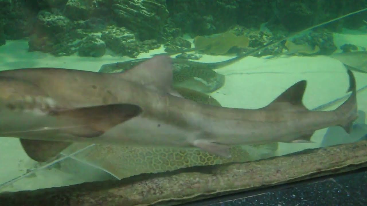 Москвариум. ВДНХ \\ Moskvarium. VDNH. - YouTube