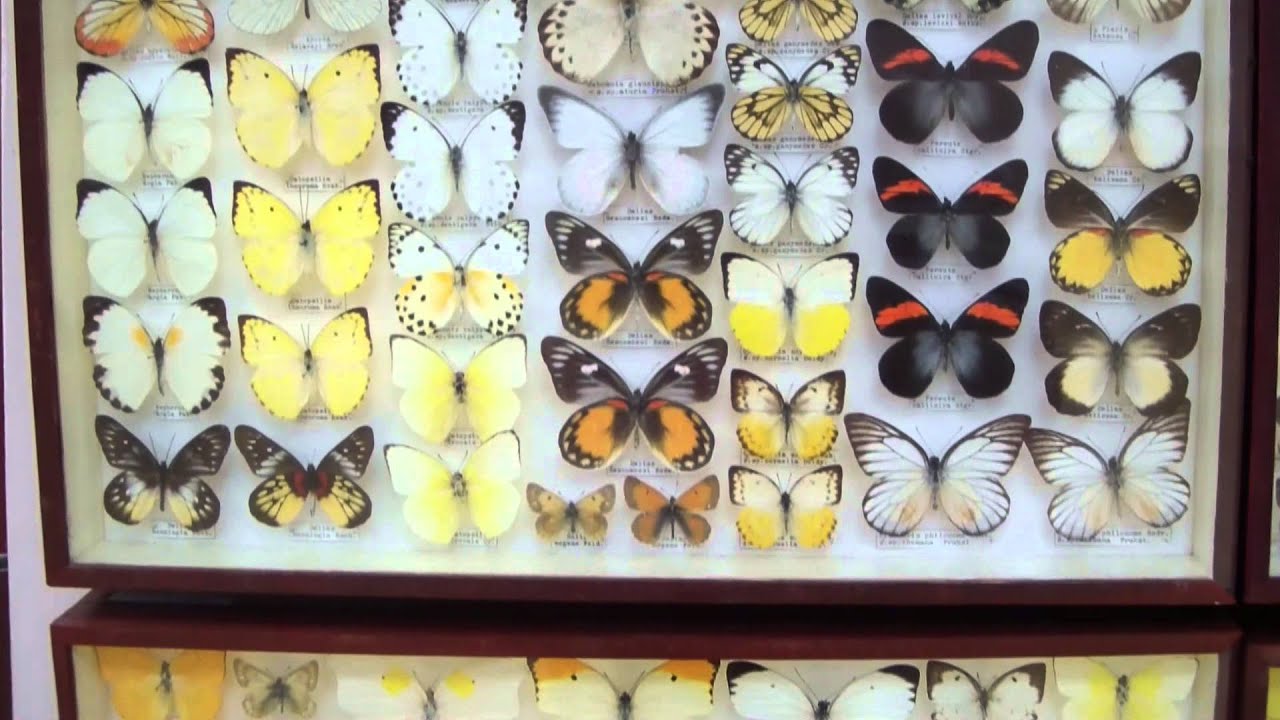 Pieridae. Семейство Белянки.