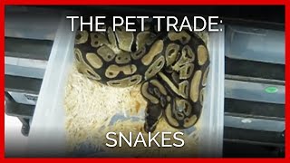 The Pet Trade: Snakes