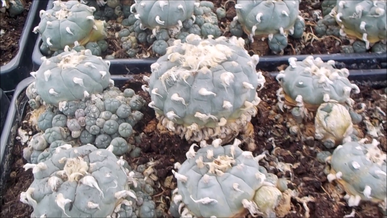 Lophophora williamsii peyote Mutterpflanzen