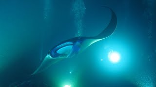 Manta Night Dive - Garden Eel Cove, Kailua-Kona, Hawaii
