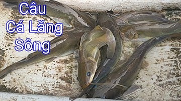 Câu Cá Lăng Sông , phát hiện điểm câu mới cá lăng ăn mạnh thấy mê luôn