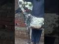 #reels #goat #bakr #tiktok #viral #animals #beautifullgoats #tiktokvideos #viralreels