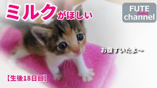 【生後18日目】ミルクを求めてテーブルによじ登る子猫が興奮しすぎて〇〇になっていたのです【保護子猫】