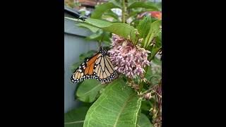 Implementing Major Corridor Pollinator Habitat