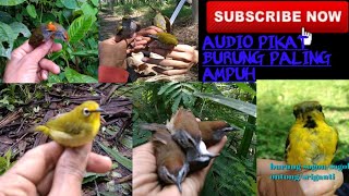 Cukup 5 Menit Burung Liar Pasti datang Menghampiri Audio Pemikat Ini tidak percaya boleh anda coba