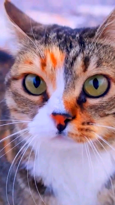 Cute Kitty Cat by Yevhen Lokhmatov #cat #catlover #cute