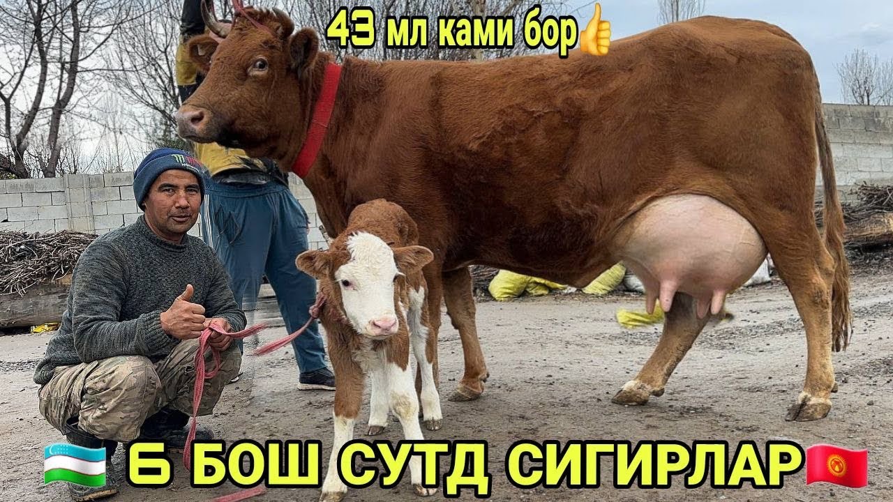 СУТГА ЧЕМИПИОН ШВЕД ЭСТОН РАССИЙИКАЯ УКРАЙИНКА СЕРСУТ СИГИРЛАР СОТИЛАДИ SOTILADIGON 26 февраля 2026