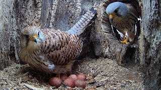 Kestrel Lays Clutch of Six Eggs | Apollo &amp; Athena | Robert E Fuller