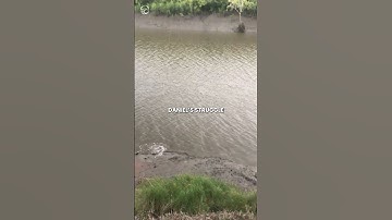 Crocodile eats a shark! 🐊 #sharks #crocodile #wildanimals