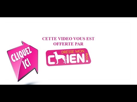 Mon chiot, mon chien refuse de mettre son collier - YouTube