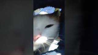 Cat Attack / Ataque de gato