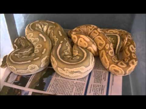 Ball Python Breeding Update. 2015