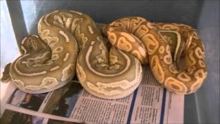 Famous Ball Python Breeding Update. 2015 Profile