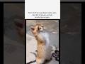 republic day#memes #popular #viral #funnymemes #tweetreels #explore #catmemes #26january #laddu