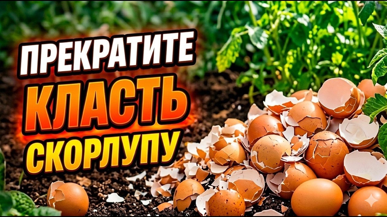 Как использовать яичную скорлупу в огороде: 3 способа, которые реально работают.