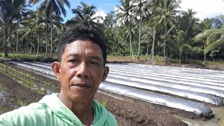 Download Lagu Sapa Petani Pak Markus. Tombatu Minahasa Tenggara.#pertanian #petani #tomato #farming #timun #panen MP3