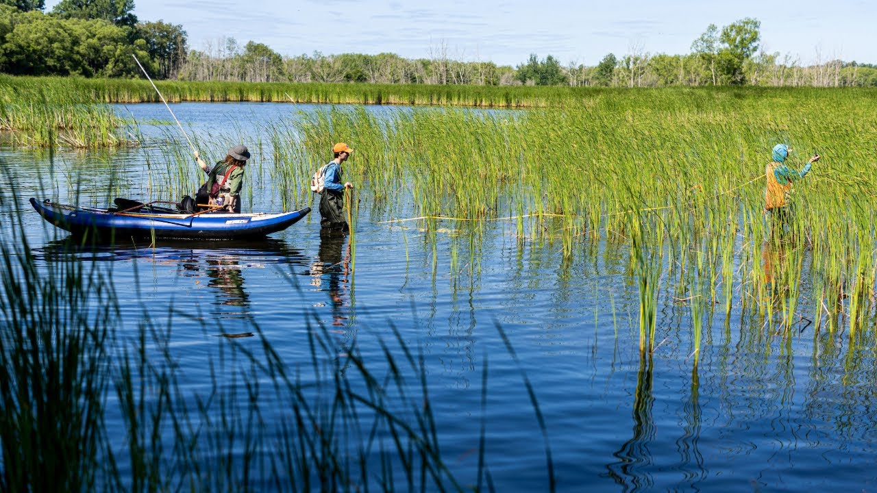 Team Typha: Restoring Biodiversity in Great Lakes Wetlands - YouTube
