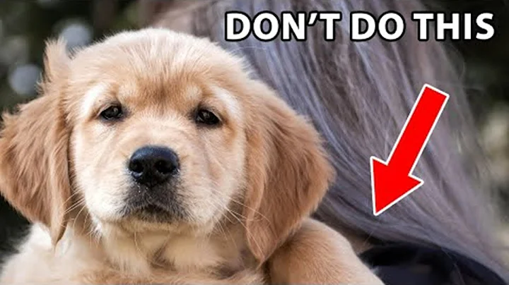 12 Things Golden Retrievers Hate That Humans Do - DayDayNews
