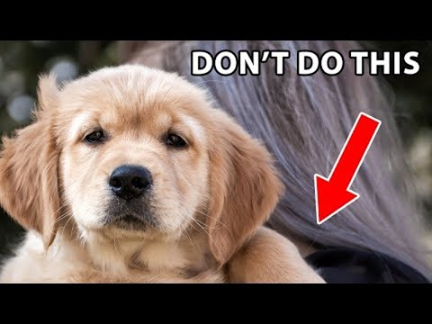 Video: Táto choroba postihuje 80% zlatých retrieverov. Je vaše šteňa ticho trpí?