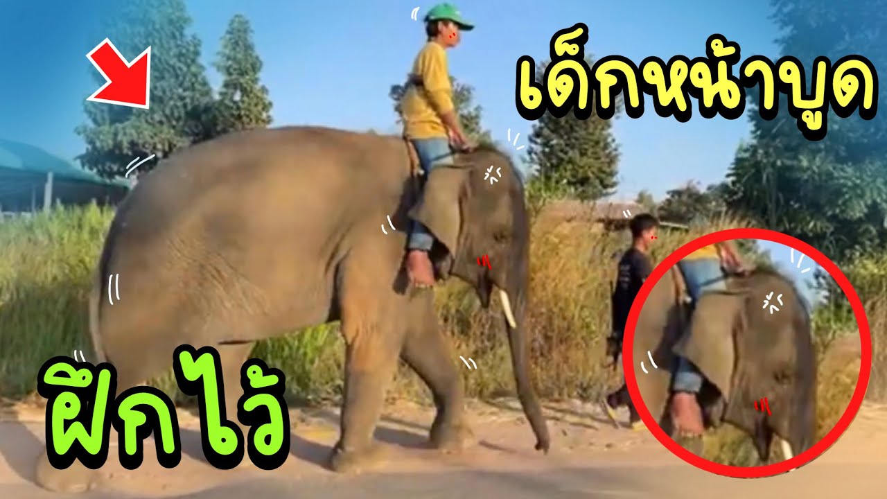 ทำไมหน้าบูดจังลูก ไม่พอใจหลอ ฝึกเจมขี่บัวบาน 😂Elephant - Youtube