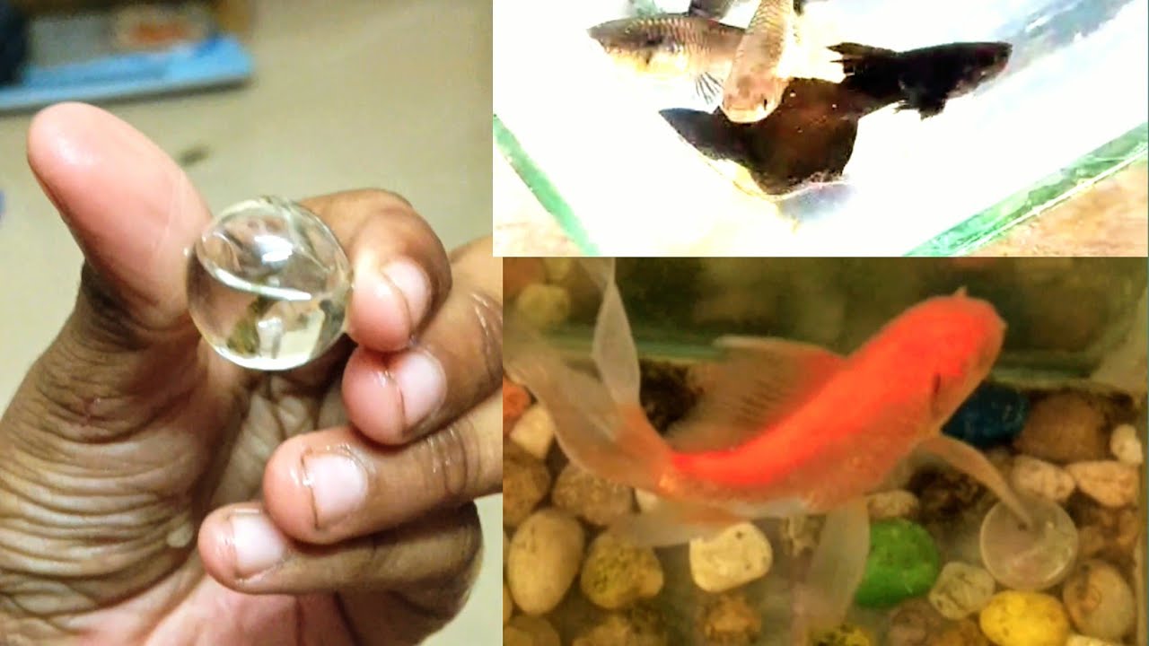 Cuties Imported Red & Black Guppies and Goldfish