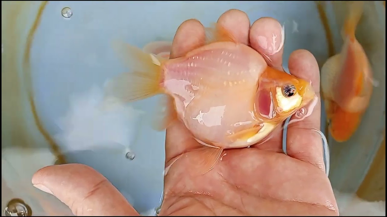 玉サバ 2025年産 2歳 ヤフオク 出品 6月20日 tamasaba goldfish 金魚