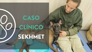 La Transformación de Sekhmet: Recuperación de Luxación de Rótula Traumática en Perros by CRAR Centre de Rehabilitació Animal de Referència 133 views 1 month ago 1 minute, 28 seconds