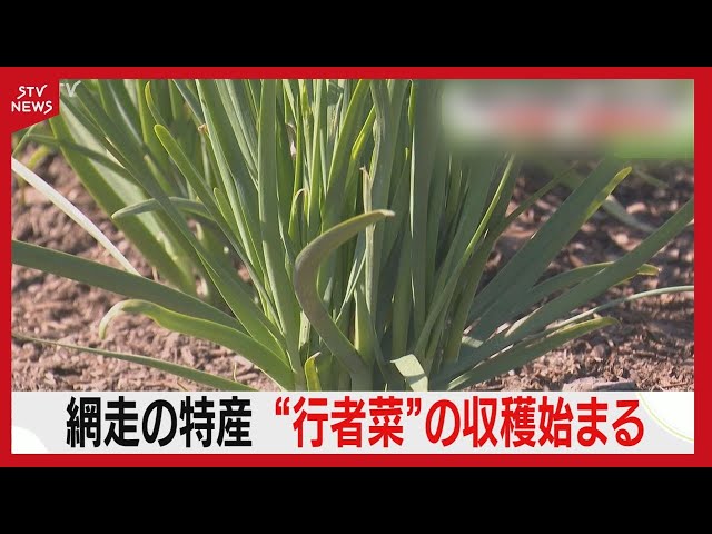 Wild garlic, which can only be grown in Abashiri, is at its