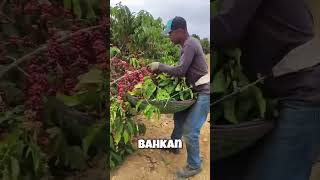 Proses Panen Kopi di Brazil #farming #agrikultur #kopisehat #automobile #kopiarabika
