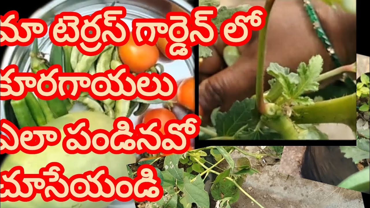 మా టెర్రస్ గార్డెన్ లో కూరగాయలు ఎలా పండినవి చూసేయండి