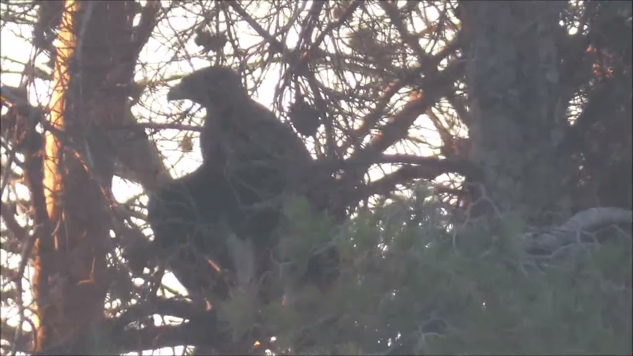 Timelapse x32 de pollo de águila real. La Guardia (Toledo) 14-7-2025